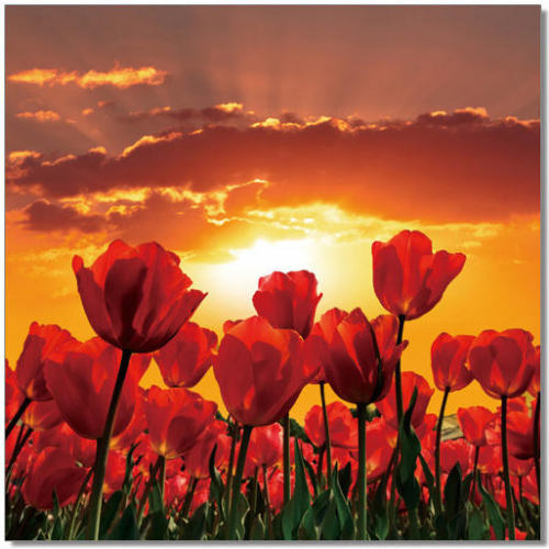 Flowers in Bloom Wall Art in Red, Orange & Yellow